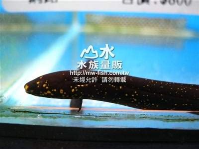 星點肺魚